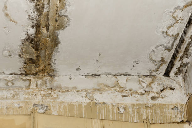 Best Mold Documentation for Insurance Claims  in USA